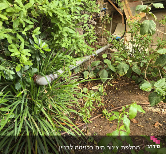 צינור מים בגינה עם צמחייה ירוקה